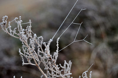 Close-up of dead plant during winter