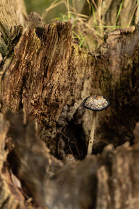 Close-up of mushroom growing on tree trunk