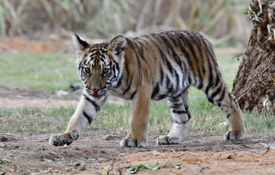 Tiger walking on a land