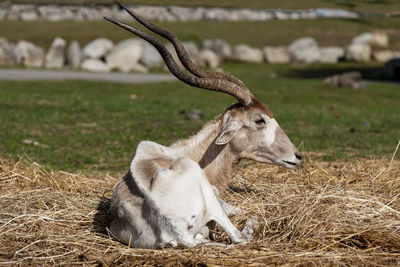 Antelope lying down on the hay