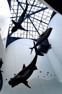 Low angle view of birds flying against sky