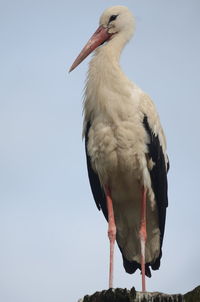 Low angle view of bird against clear sky