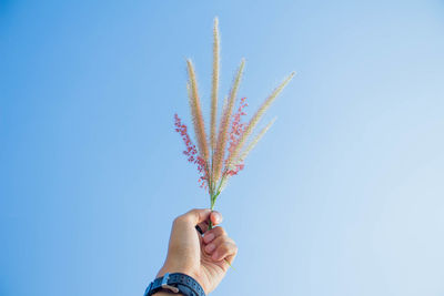 Cropped hand of person holding plant against clear blue sky