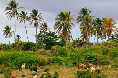 Panoramic view of people walking on palm trees