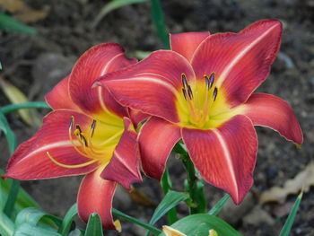 Close-up of red lily