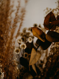 Close-up of dry leaves on field