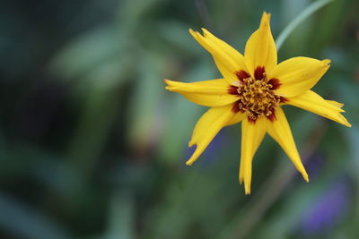 Close-up of yellow flower