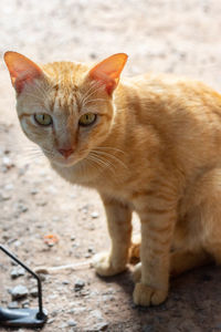 Close-up portrait of a cat