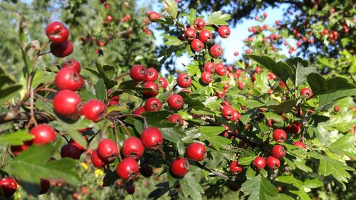 Close-up of cherries on tree