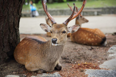 Portrait of deer