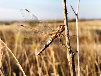 Close-up of dragonfly on plant