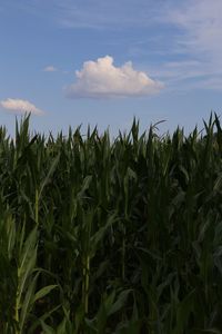 Crops growing on field against sky