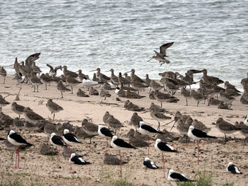 Flock of birds on beach