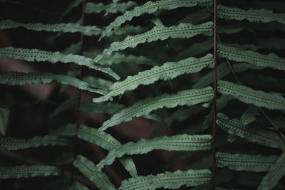 Full frame shot of frozen leaf