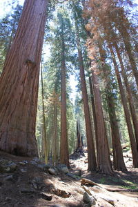 Trees in forest