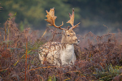 Deer standing on field