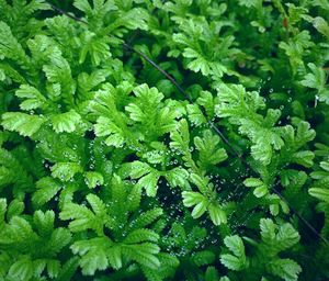 Full frame shot of plants