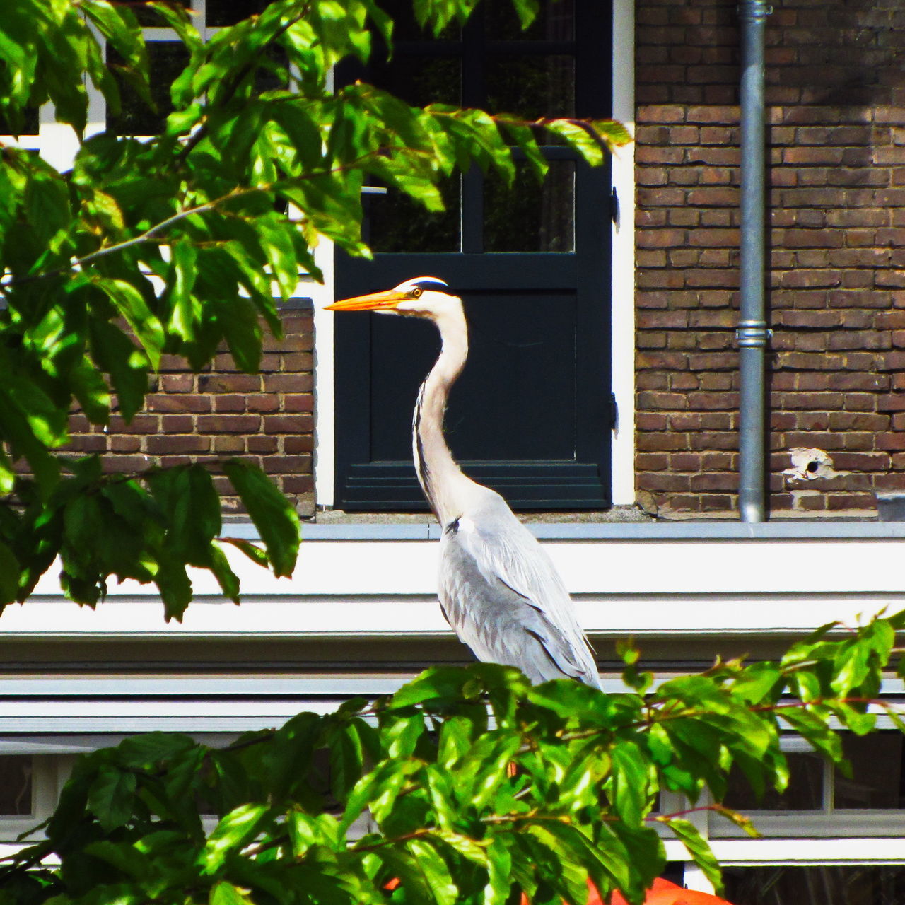 Blue Heron Heron Bird Tree Perching Living Organism Animal Themes Close-up Plant Building Exterior