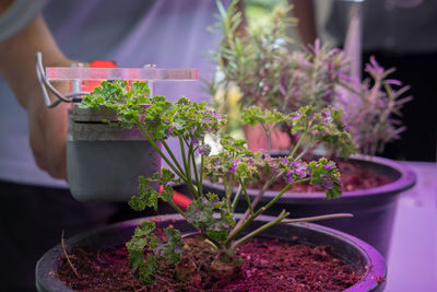 Close-up of potted plant