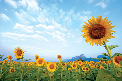 Close-up of yellow sunflowers on field against sky