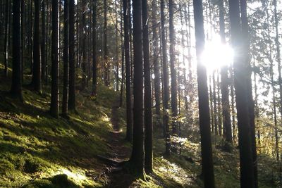 Sun shining through trees