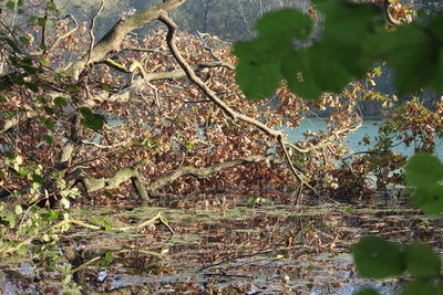 Close-up of plants against blurred water