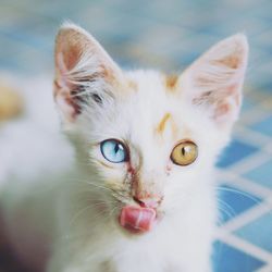 Close-up portrait of cat