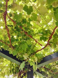 Low angle view of berries growing on tree