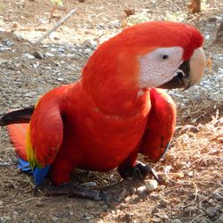 Close-up of rooster