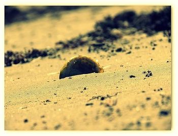 Close-up of shells on sand