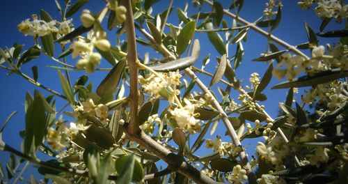 Low angle view of flowers against blue sky