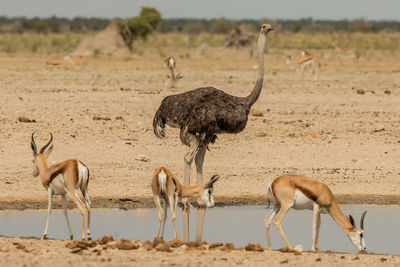 View of birds on field