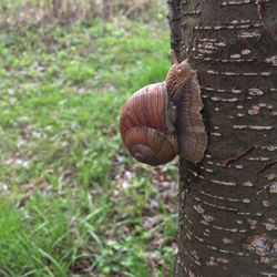 Close-up of snail on tree