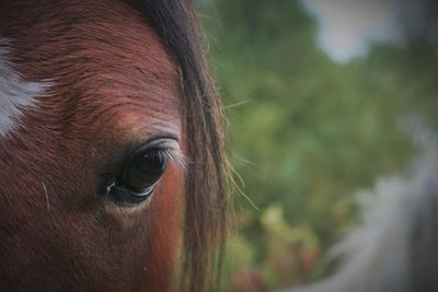 Close-up portrait of horse