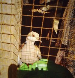 Close-up of parrot in cage