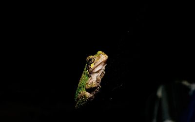 Close-up of frog over black background