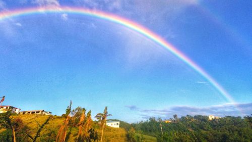 Rainbow over trees against blue sky