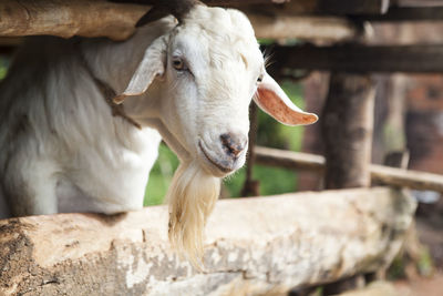 Close-up of goat