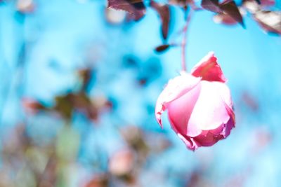 Close-up of flowers blooming outdoors