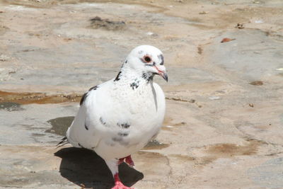 Close-up of seagull on sand