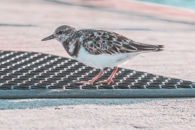 Water birds at the beach