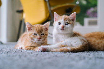 Red cats sitting on yellow chair near window. young ginger kitten play at home. cute funny home pets