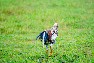 Bird on field