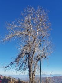 Low angle view of bare tree against blue sky