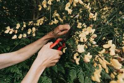 Cropped hand of gardener gardening