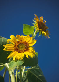 Close-up of yellow flowering plant against blue sky
