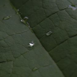 Close-up of plant