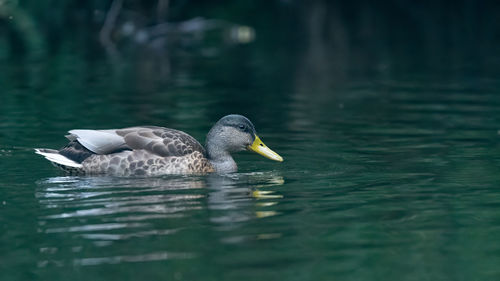 Duck swimming in lake