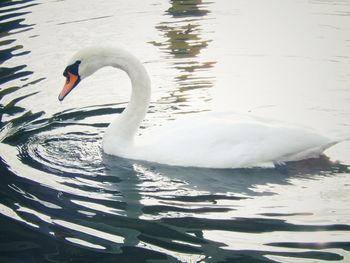 Close-up of swan swimming in lake