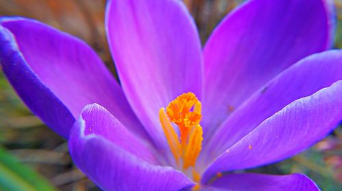 Close-up of purple flower